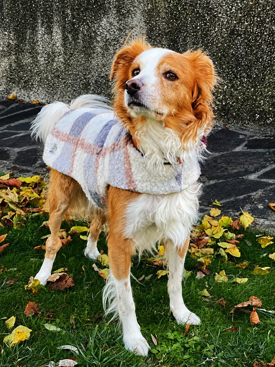 Cane con cappottino su misura in inverno