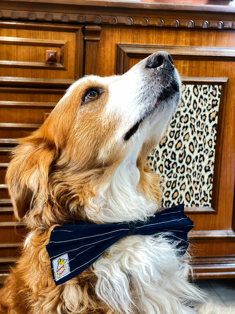 Cane con papillon Memphis Couture