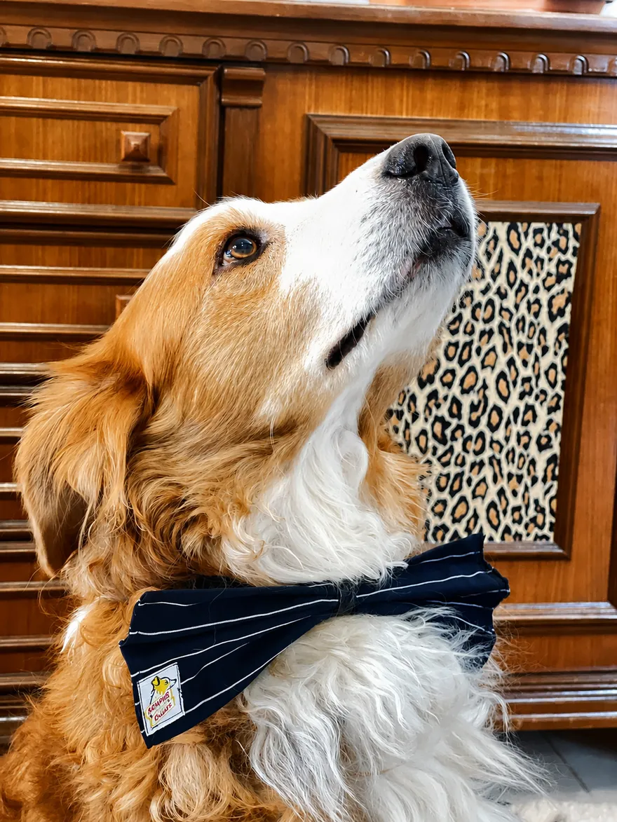 Cane con papillon artigianale Memphis Couture