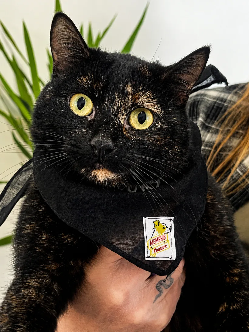 Gatto con bandana artigianale