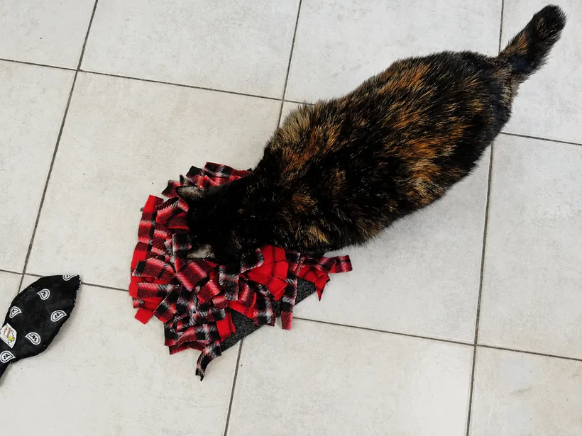 Giochi artigianali per gatti