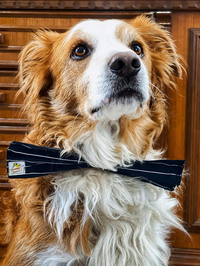 Papillon artigianale per cane